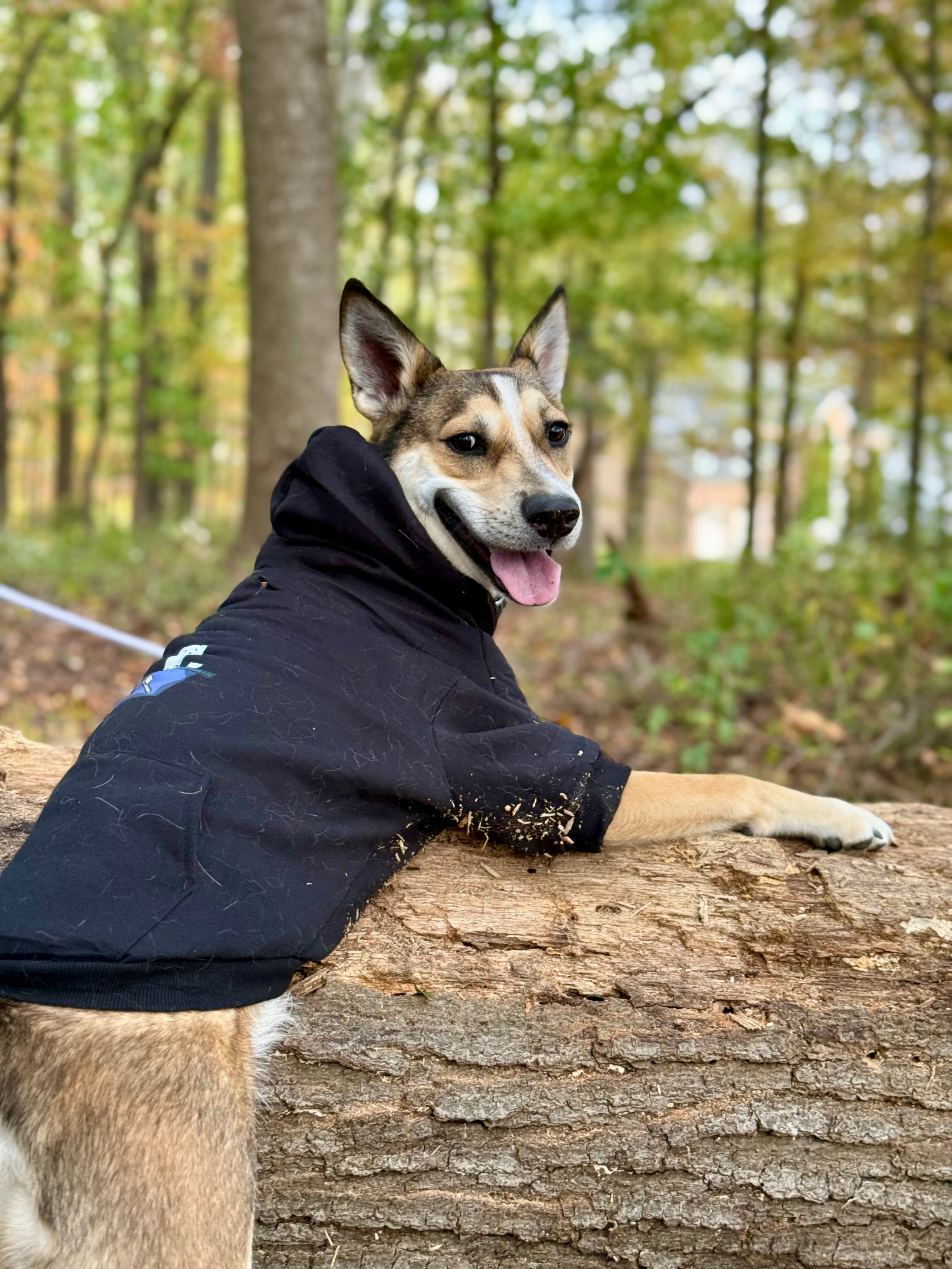 Black Chalk Bag Ferret Dog Hoodie