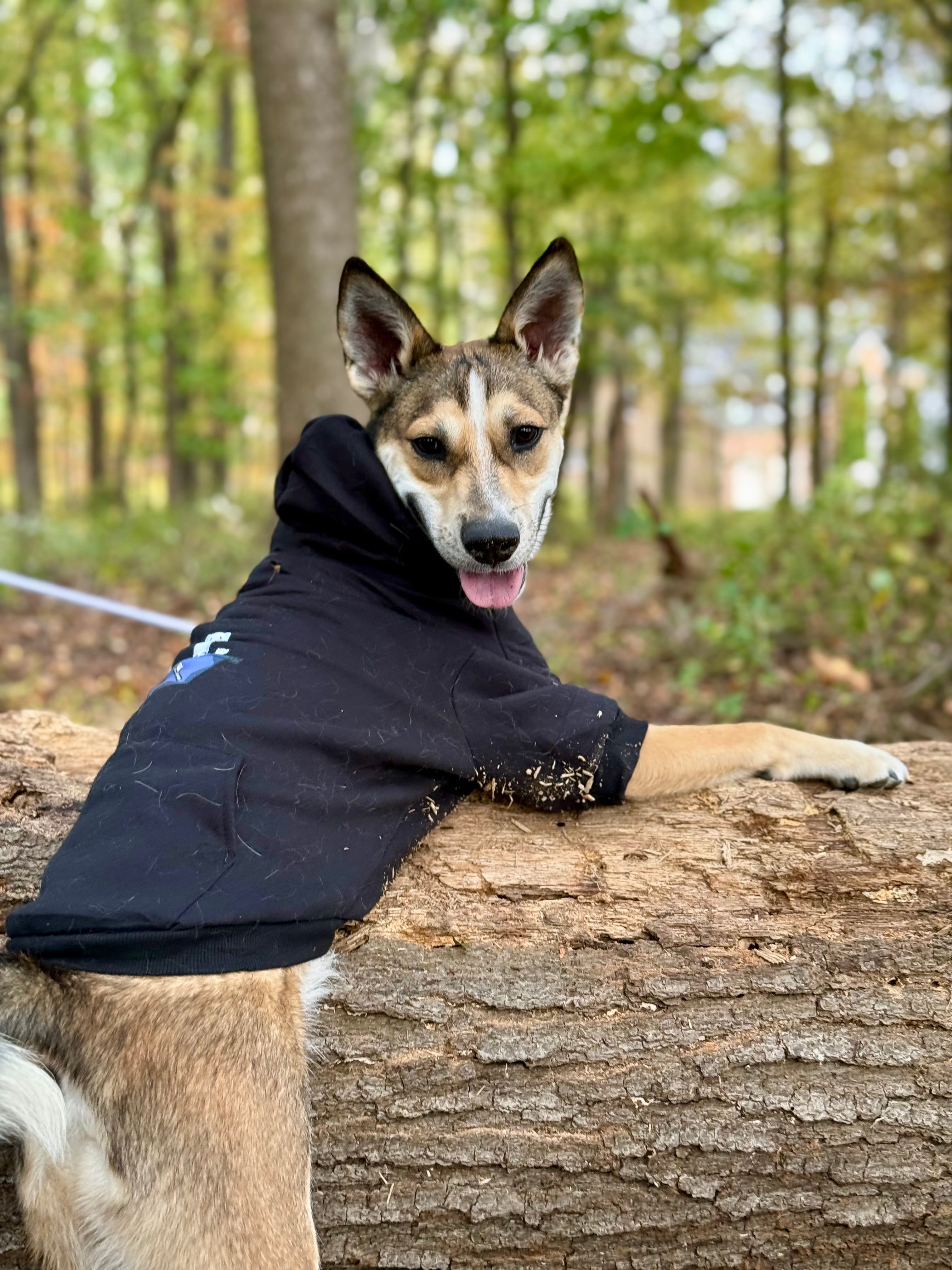 Black Chalk Bag Ferret Dog Hoodie